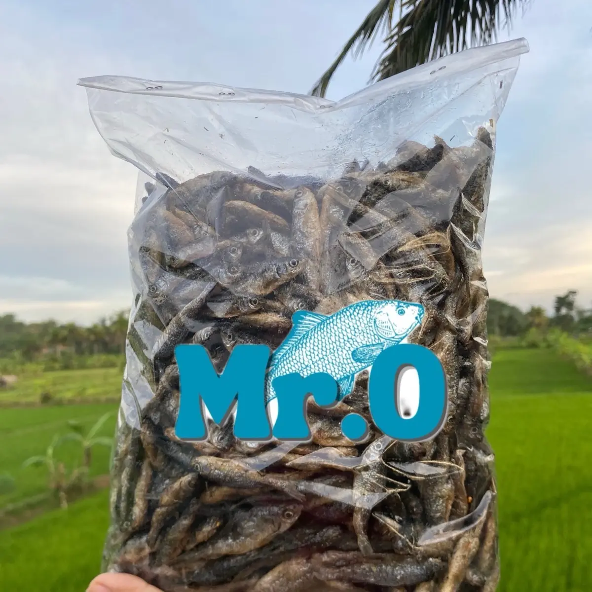 Baby fish original ikan bilih ikan bilis singkarak