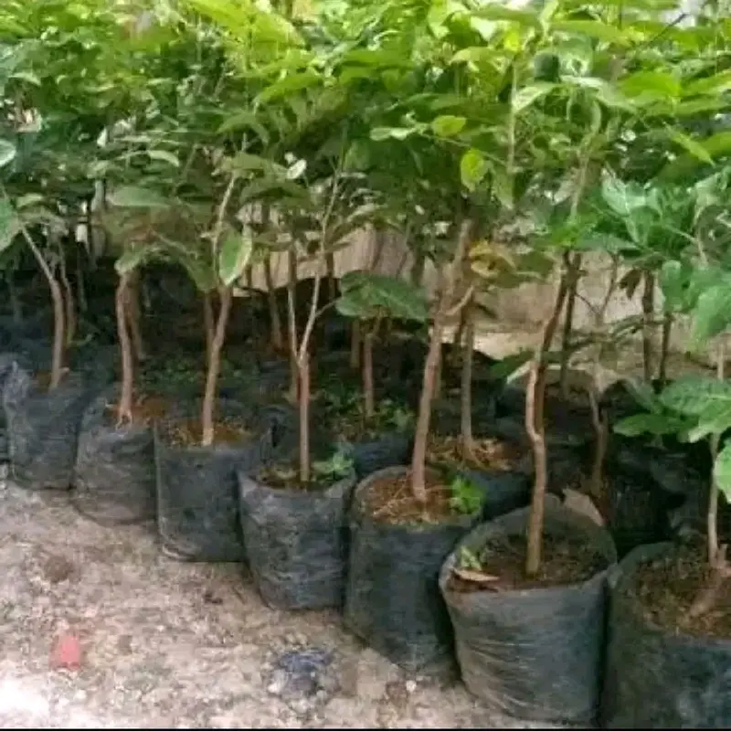 BIBIT KELENGKENG MATALADA SUPER  KUALITAS NOMOR SATU, HASIL OKULASI SETEK JADI LEBIH CEPAT BERBUAH BAGUS BUAT TABULAMPOT MAUPUN DI TANAH LANGSUNG Tanaman 4