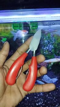 Product Review of Gunting Kuku Miring Anti Cantengan Pemotong Kuku Miring Jempol Kaki Stainles Steel from I**³ 0
