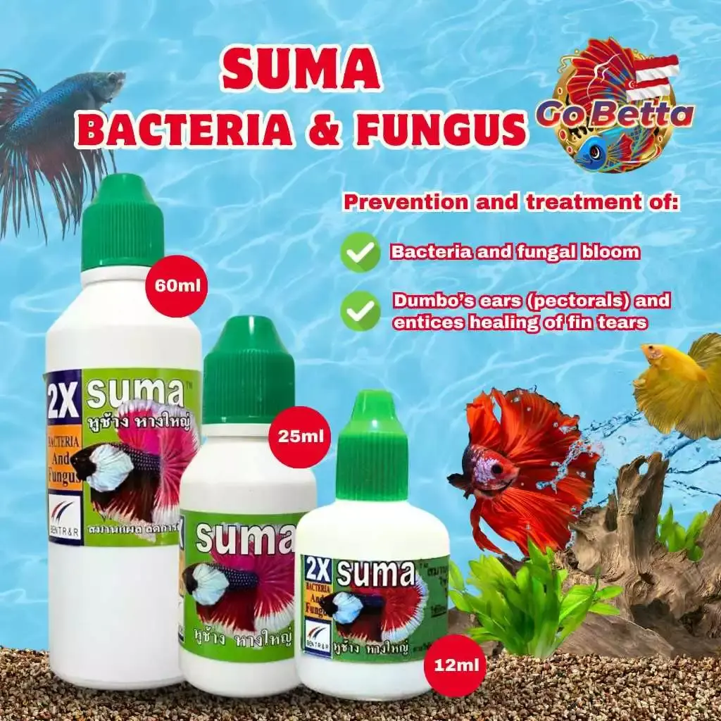 SUMA BIG EAR BIG TAIL | BETTA FISH SUMA THAI | FRESH STOCKS DIRECTLY FROM MANUFACTURER