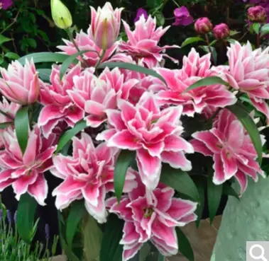 Double perfumed lily seeds bloom all year round indoor garden good to keep seeds