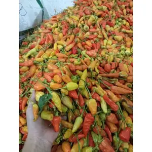 Cabe rawit merah 500 gram & 1 kg segarr