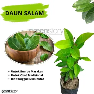 2 BIBIT DAUN SALAM BUAT PELENGKAP BUMBU MASAK