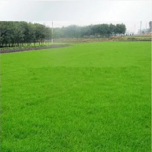 2500 butir Benih Rumput Lapangan Golf (Grass Seeds Evergreen)