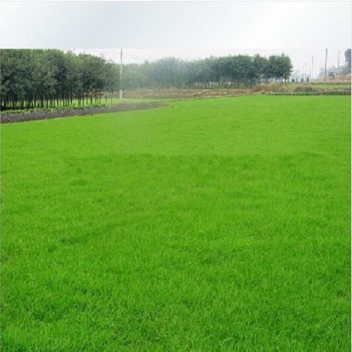 2500 butir Benih Rumput Lapangan Golf (Grass Seeds Evergreen) 0