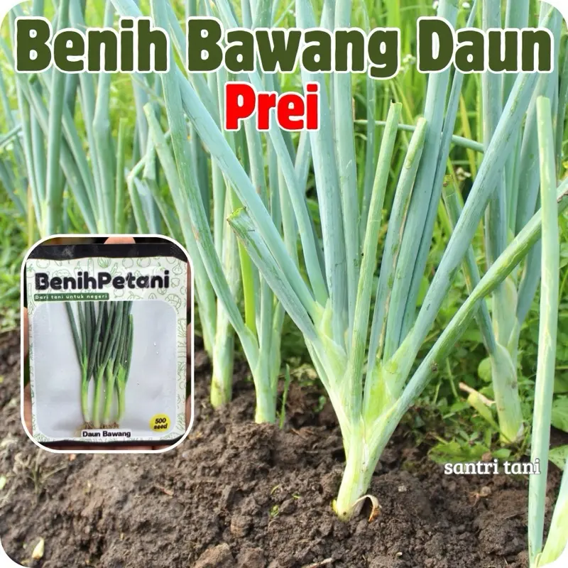 ±500 biji - Benih Daun Bawang Prei sup, semur, omelet, risotto, salad dll