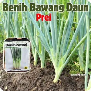 ±500 biji - Benih Daun Bawang Prei sup, semur, omelet, risotto, salad dll