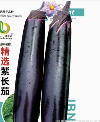 Eggplant seeds purple red long eggplant king seeds spring and autumn balcony potted vegetable seed four seasons farmer purple eggplant seeds 3