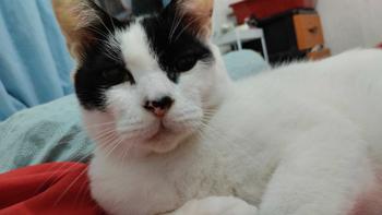 Product Review of ROYAL CANIN HAIR & SKIN 2 KG FRESHPACK // MAKANAN KERING KUCING from z**r ** b**s 1