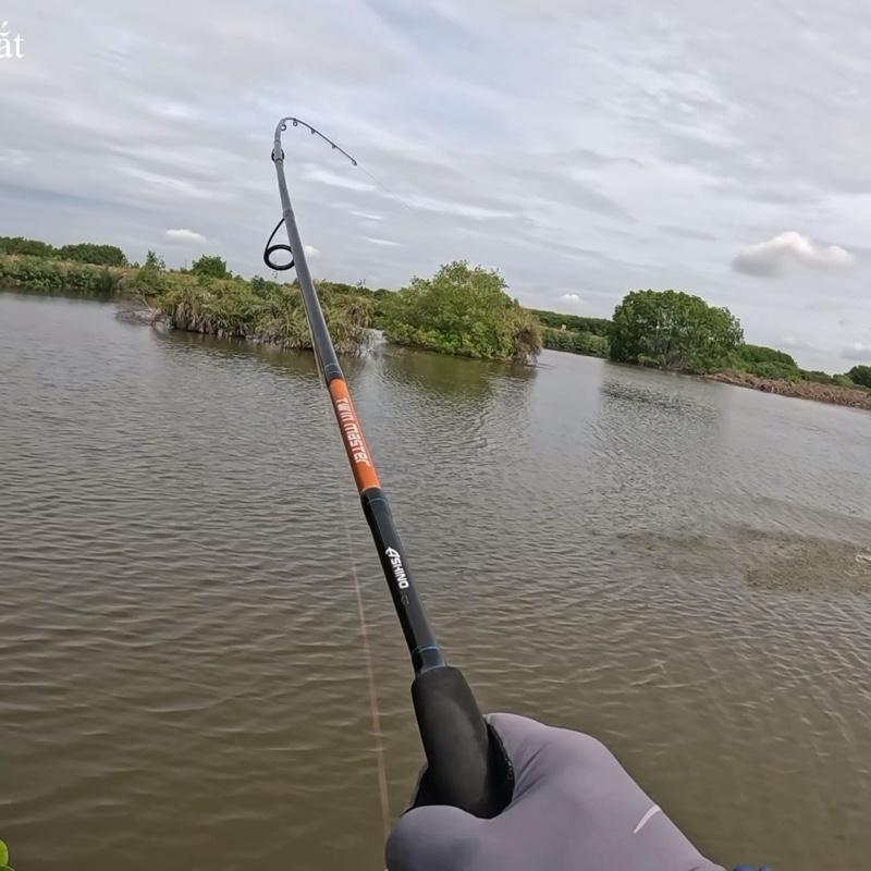 Cần lure ashino Twinmaster chuyên lure lóc chẽm mú măng chét và các loại cá săn mồi câu cá fishing