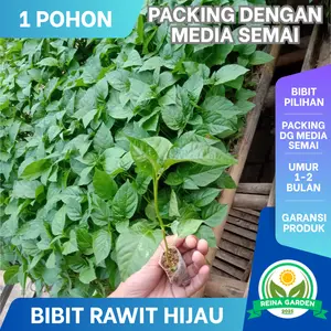 1 POHON BIBIT CABE RAWIT HIJAU SUPER UNGGUL PACKING POLYBAG COCOK UNTUK RUMAHAN