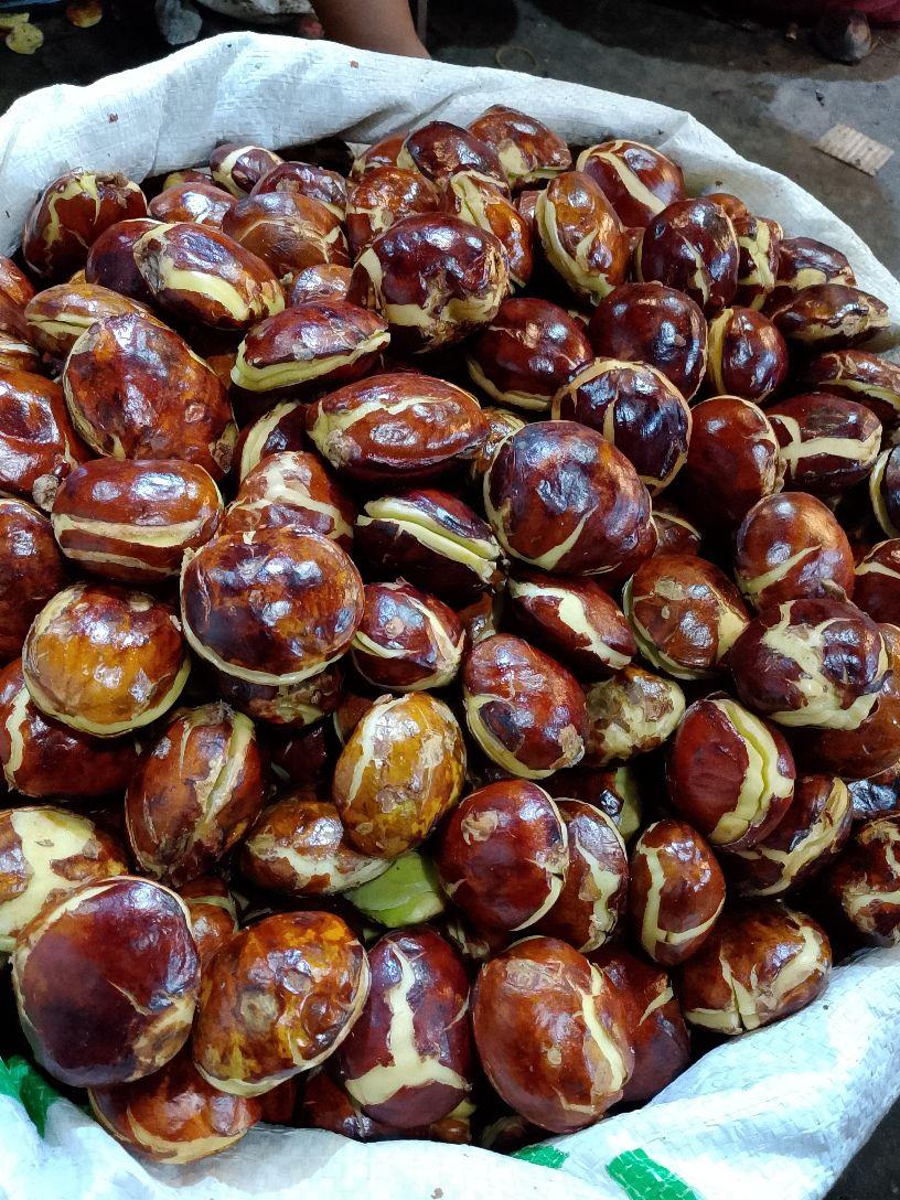 500gram-1 kg jengkol tua ukuran sedang kecil sudah full sortir