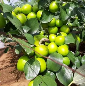 Bibit Tanaman Apel Futsa Berbunga