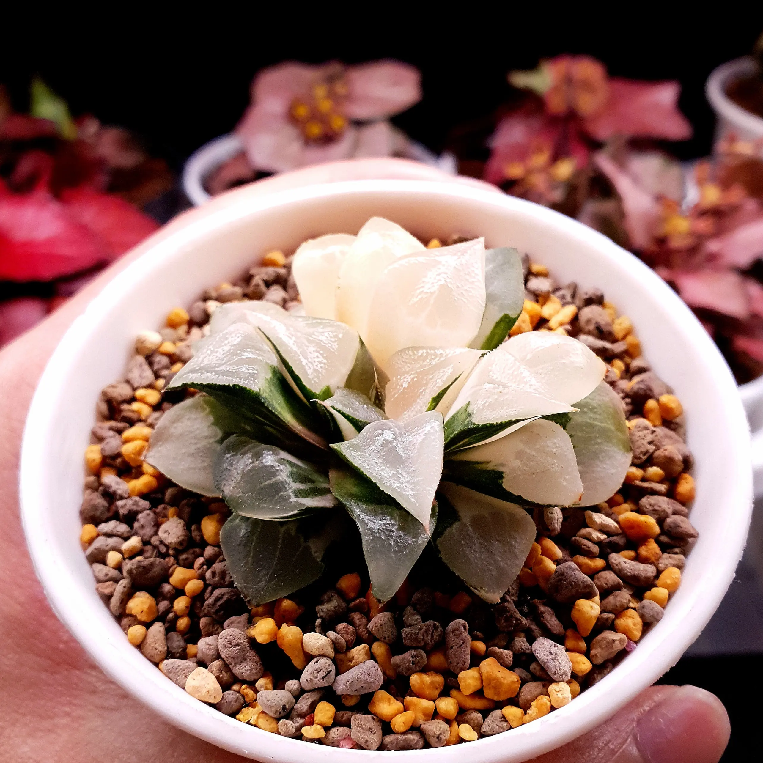 Haworthia Correcta 'Konoha' Variegated, unique Stunning Succulent Plant