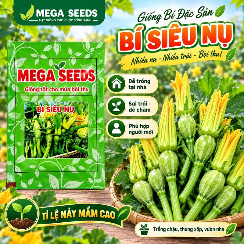 Hạt giống Bí Siêu Nụ cao sản dễ trồng năng suất cao kháng sâu bệnh - MSeed