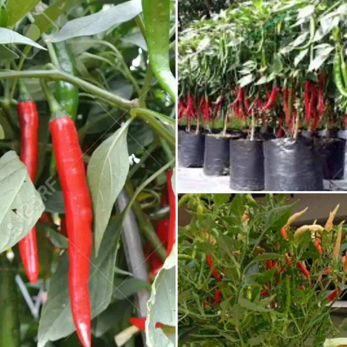 Anak Pokok Chili Berkualiti Tinggi Segar dari Kebun Johor - Polybag Berkualiti