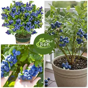 Bibit pohon blueberry cepat berbuah