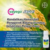 Gambar Insektisida Vayego 200 SC 50 ML Pengendali Ulat Sundep Beluk dari PUROTANI.ID Kab. Purworejo 3 Tokopedia