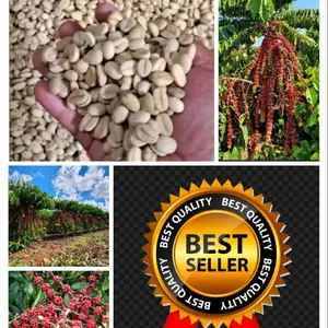 jual biji khusus benih kopi robusta F1 3000 biji kualitas terbaik buah unggul dan lebat