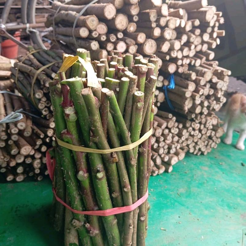 bibit singkong Papua per 10  batang uk  20cm 4