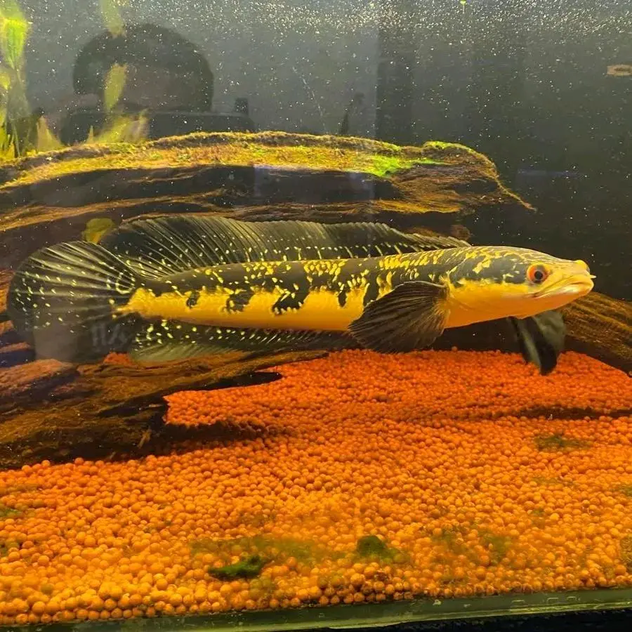 channa maru riau kualitas super size 5-7 cm