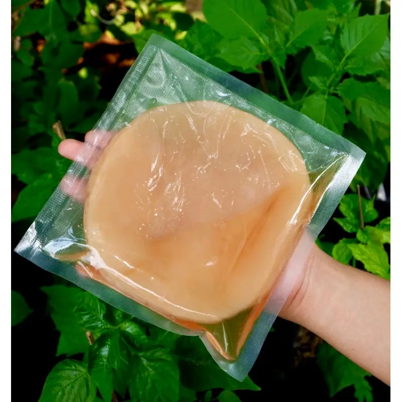 JAMUR DIPO JAMUR SCOBY KOMBUCHA BIBIT SCOBY KOMBUCHA BIBIT KOMBUCHA