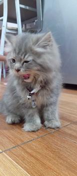 Product Review of Kalung Kucing Bahan Kulit Bisa Costum Nama from c**e 1
