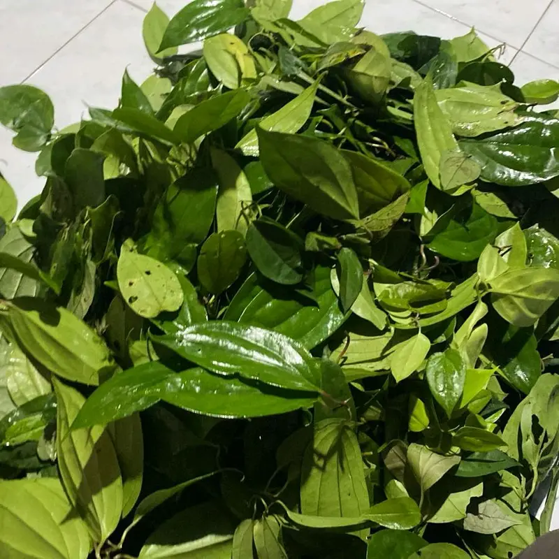 1paket komplit minyak daun tiga jari olahan herbal racikan aromaterapi 1