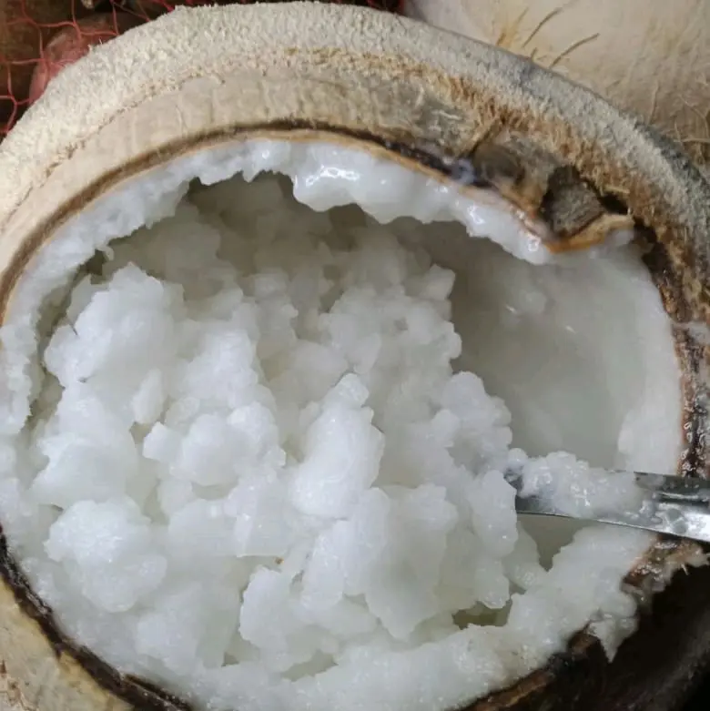 kelapa kopyor 1 biji enak segar gurih