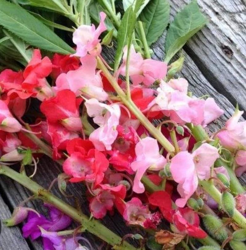 Product Introduction of biji benih tanaman bunga pacar air tumpuk mix warna siap semai 29
