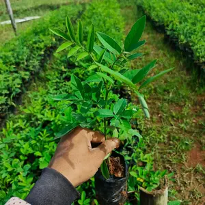 TERLARIS!! Bibit Indigofera pakan ternak bergizi tinggi