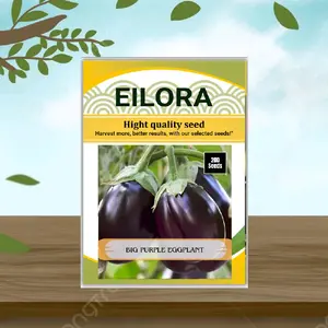 200 BUTIR BIJI/BENIH TERONG PONDOH UNGU BESAR Bulat