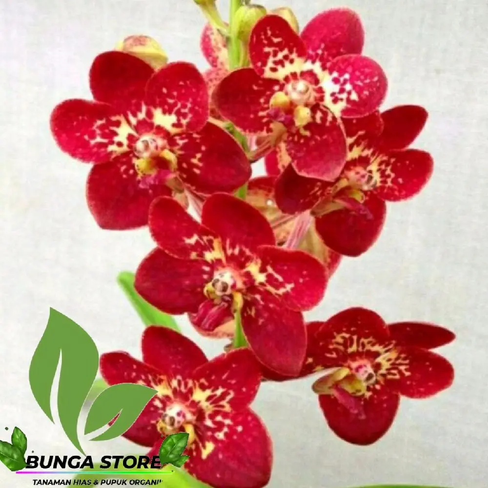 ( BISA COD )Anggrek Dendrobium Dewasa Sip Berbunga Bunga Merah - Tanaman Hias Indoor anggrek