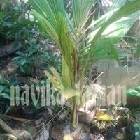 Gambar bibit pohon kelapa gading super dari NAVIKA TAMAN Kab. Bogor 2 Tokopedia