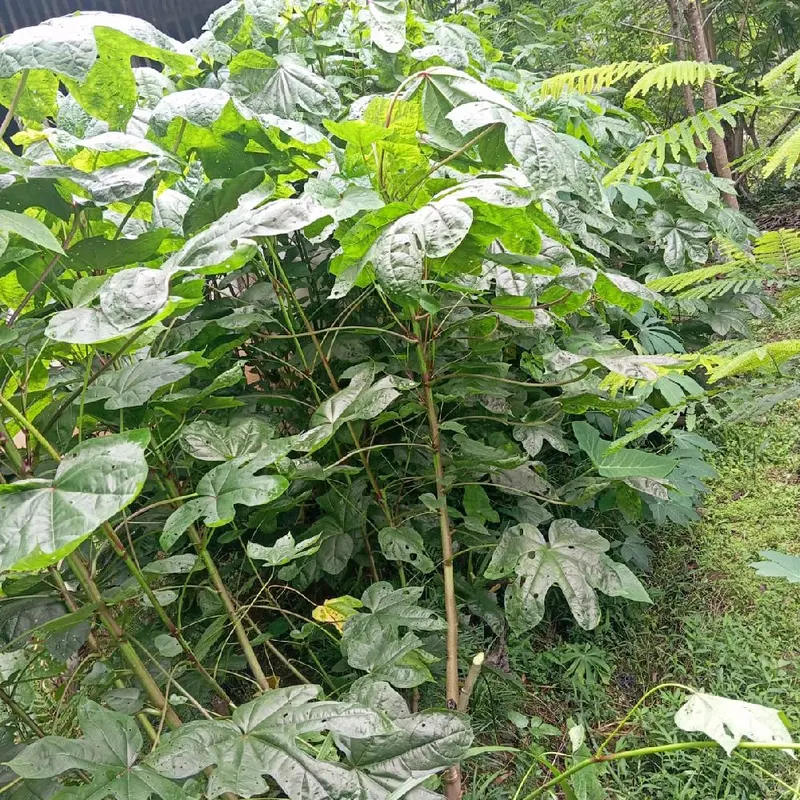 Bibit Singkong Papua Daun Lebar 1kg Isi 25-30 3