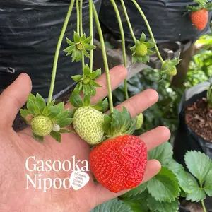 Varietas Ijaberry (Bibit Tanaman Strawberry Jumbo) Hibrida Langensari x Priangan