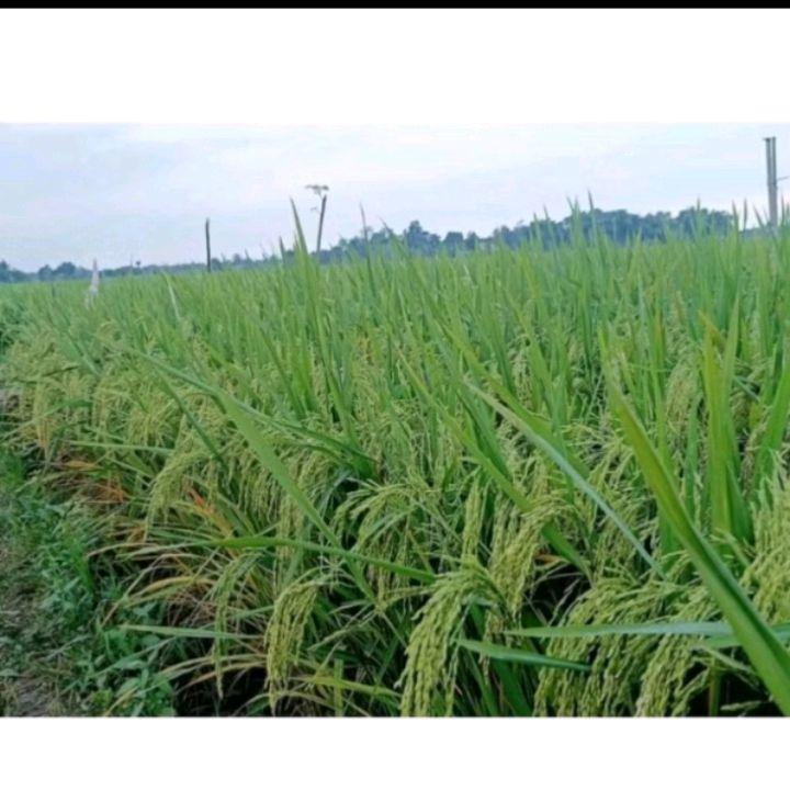 PADI DAN BENIH BENIH PADI ZIZANIA PREMIUM 5kg original produk 5