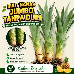 Bibit Nanas Jumbo Tanpa Duri - Berkualitas Hasil Besar