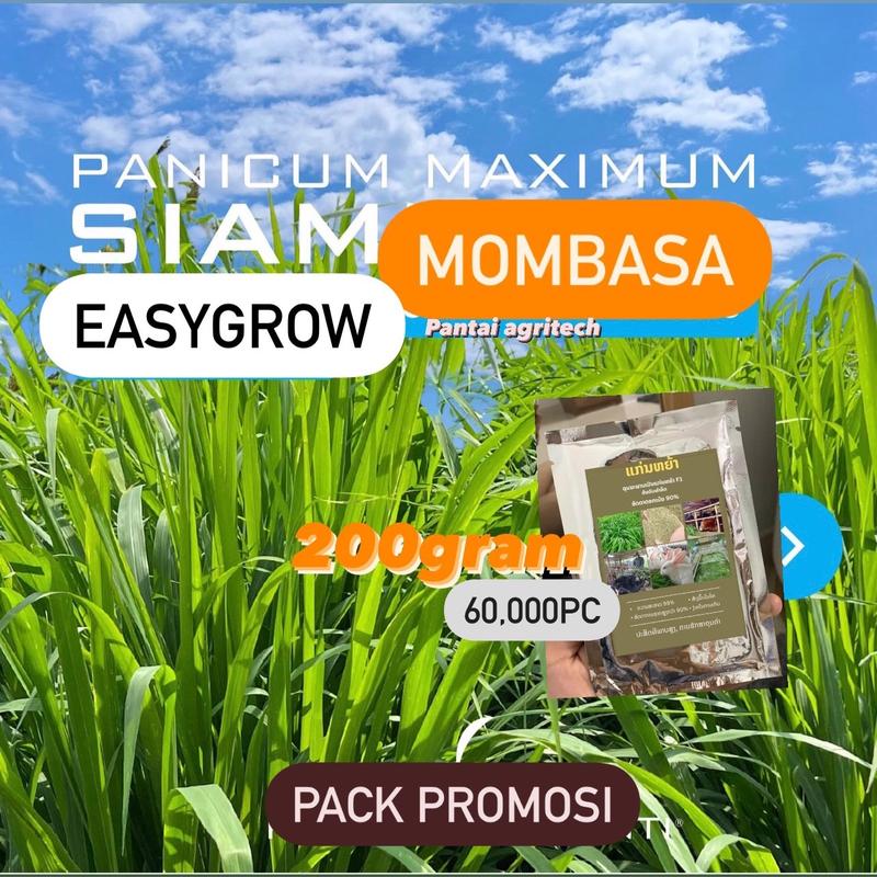 200g [150,000] Biji Benih Rumput Guinea Mombasa Seeds Thailand - TikTok ...