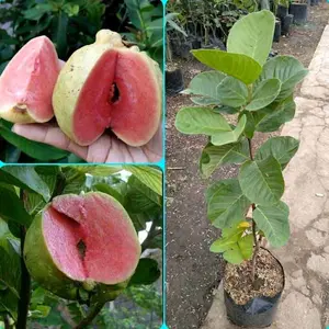 Jambu Kristal Merah Non Biji Super Bonus Pupuk Tanaman Buah Segar dan Lezat untuk Taman Anda