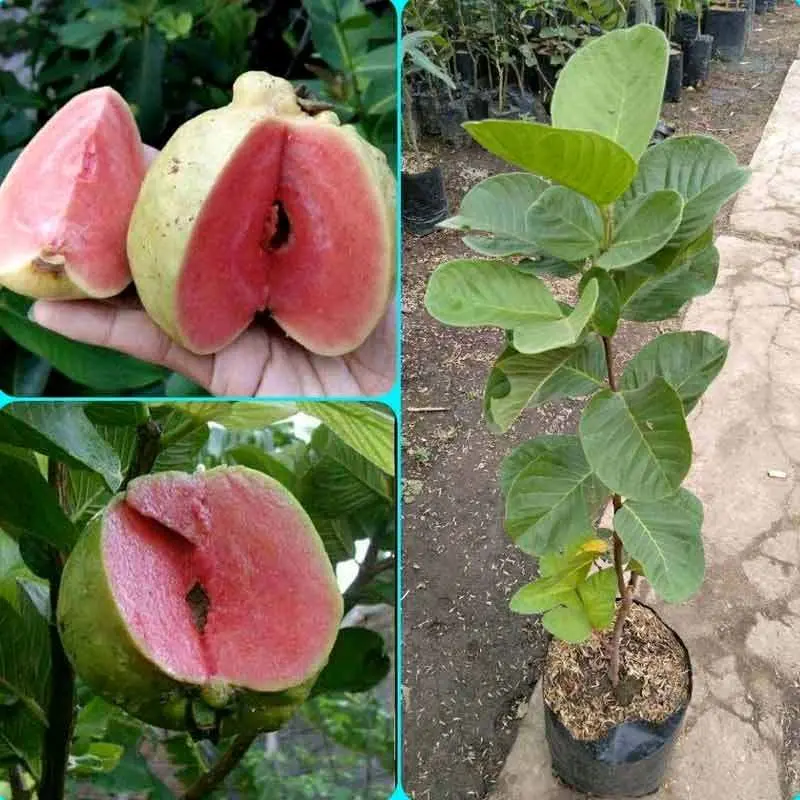 Jambu Kristal Merah Non Biji Super Bonus Pupuk Tanaman Buah Segar dan Lezat untuk Taman Anda