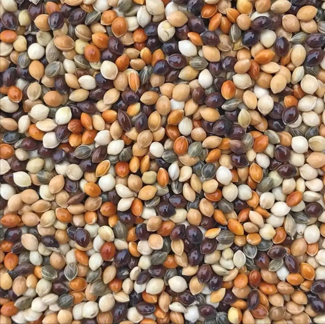 [ Bundle of 2 ] KSPH Mix Millet 1kg Bird Feed