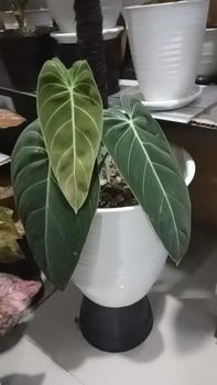 Product Review of Pot Tirus Ukuran 30 / Pot Tanaman / Pot Bunga / Umaro Perabot from R**i d**a 0