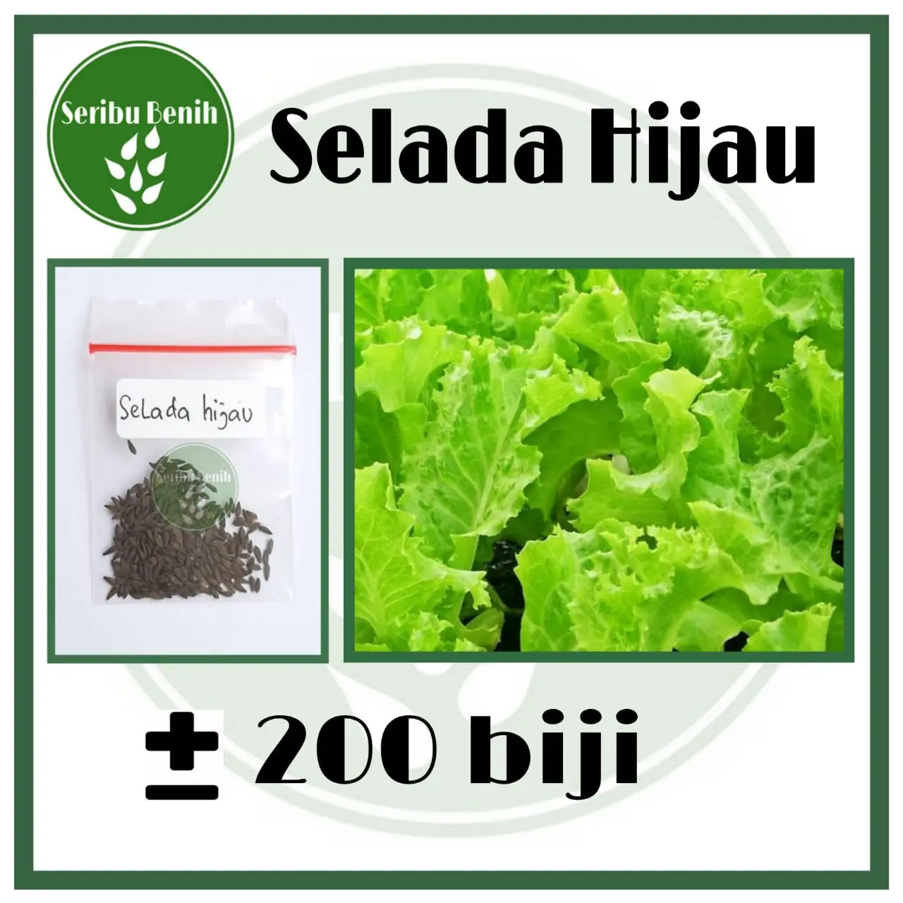 200 Benih Selada Hijau Keriting Unggul SINTA - Bibit Sayur Salada Ijo Kriting Shinta Repack