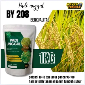 benih padi unggul BY 208 berkualitas