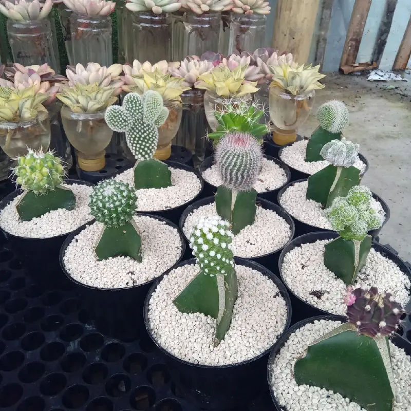 10 pcs kaktus dan pot hitam 3