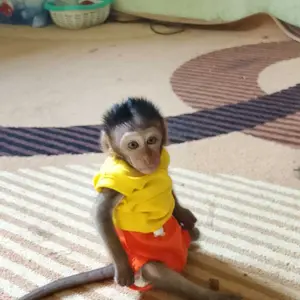 kaos + celana dalam untuk hewan monpai/ beruk