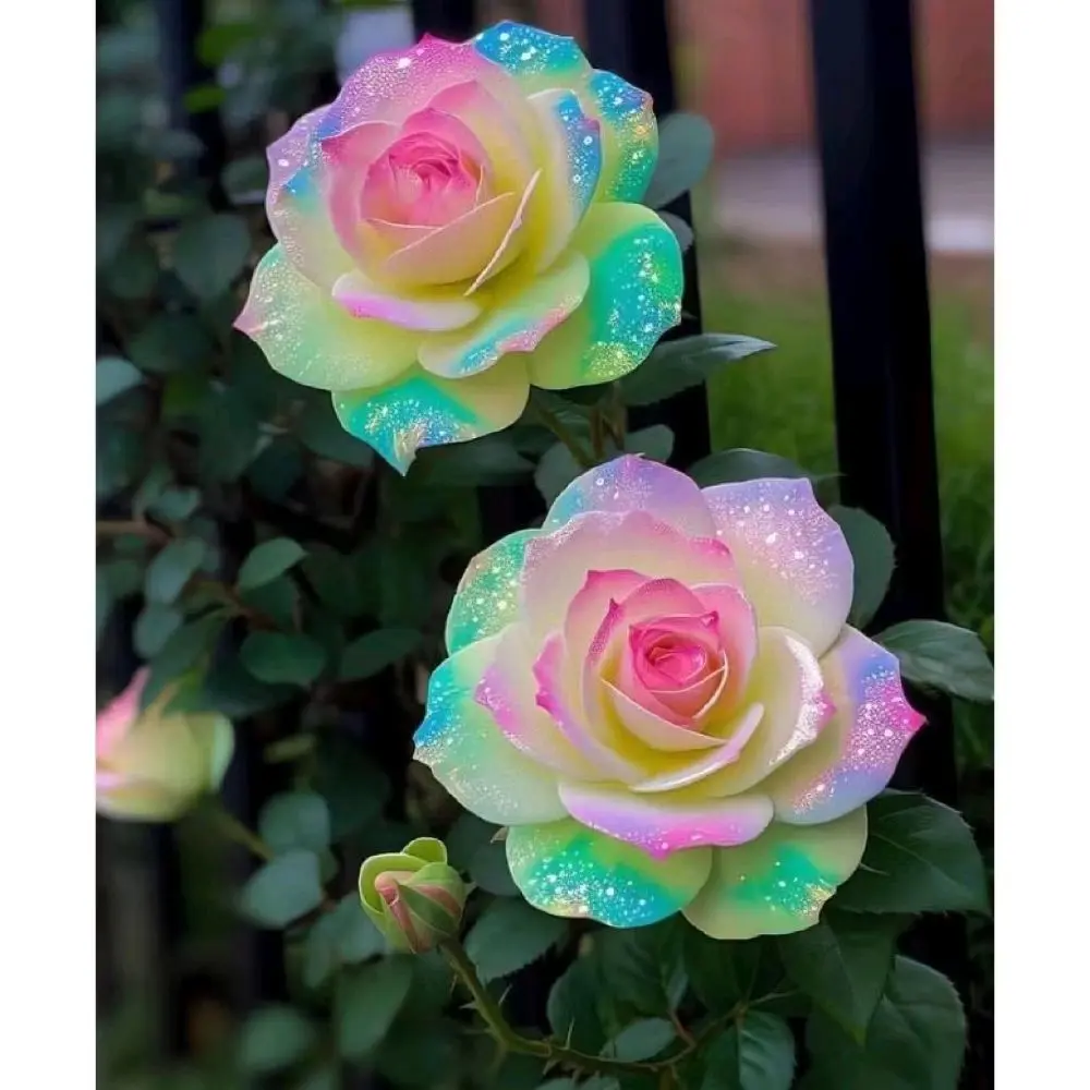 10 Butir Benih Bunga Mawar Pelangi Cocok Untuk Ditanam Depan Rumah Dengan Warna Cerah Dan Cantik