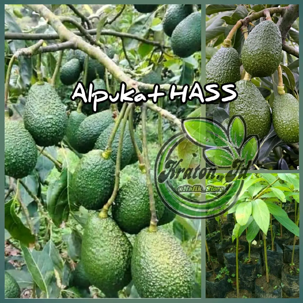 Benih (  b!b!t alpukat HASS )