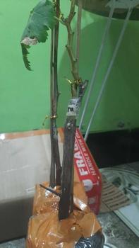 Product Review of benih anggur diamond Muscat di jamin manis biji lunak from A**n 1